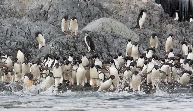 089 Antarctica, Hope Bay, adeliepinguins.jpg